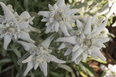 Leontopodium nivale in the natural environment. French Alps.の写真素材