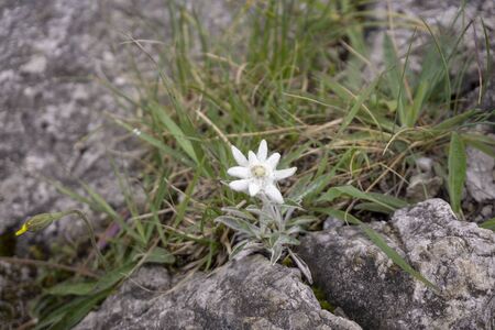 Edelweiss protected rare flower in the Tatra Mountains.の写真素材