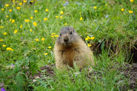 Alpine marmot in the natural environment. Dolomites.