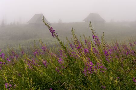 Misty mountain valley in the Tatra Mountainsの写真素材