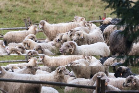 Sheep on a mountain pastureの写真素材