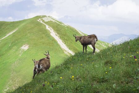 Tatra Chamois (Rupicapra rupicapra tatrica) in a natural environment. Western Tatras. Poland.の写真素材