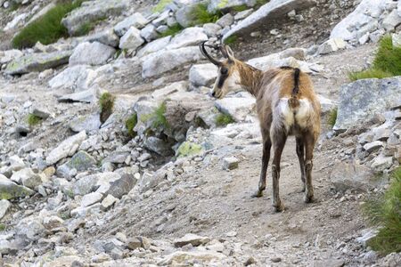 Tatra Chamois ( Rupicapra rupicapra tatrica ). Tatra Mountains.の写真素材