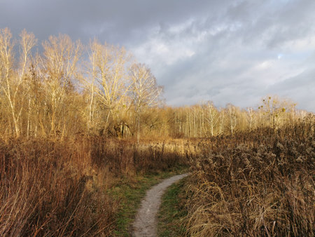 Bemowo Forest. The green part of Warsaw.