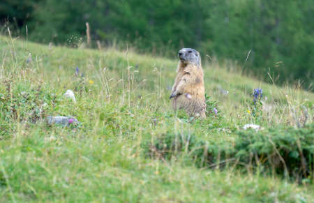 Alpine marmot in the natural environment. Dolomites. Italy.の写真素材