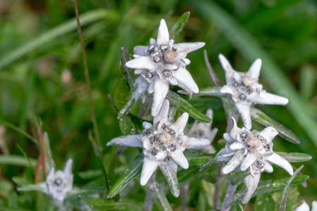 Edelweiss, a rare protected mountain flower.の写真素材