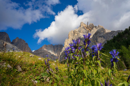Gentiana asclepiadea flowers in the Dolomites.の写真素材