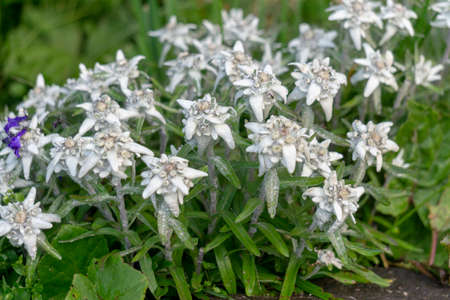 Edelweiss, a rare protected mountain flower.の写真素材