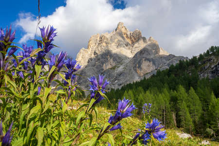 Gentiana asclepiadea flowers in the Dolomites.の写真素材