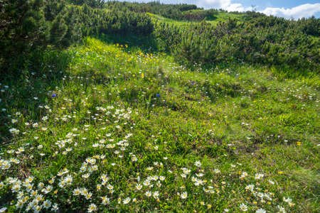 White and yellow flowers on green grass in the Tatra Mountains.の写真素材