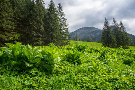 Great spring landscape in the Koscieliska Valley. Western Tatras.の写真素材