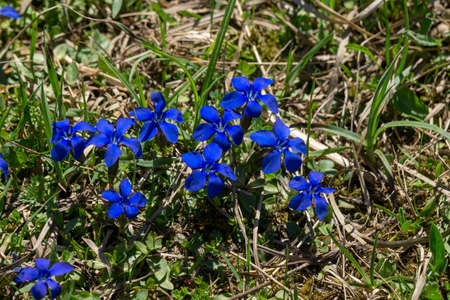 Gentiana verna flower in Tatra Mountains.の写真素材