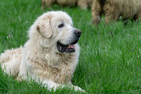 A shepherd dog is guarding a herd of sheep in the Tatra Mountains.の写真素材