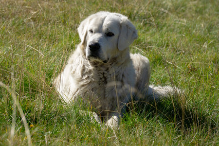 Shepherd dog in the meadow. Tatra Mountains.