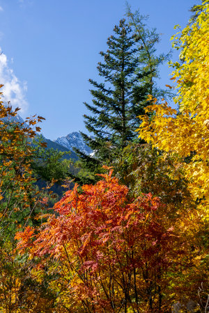 Colorful autumn trees in Belianske Tatras.の写真素材