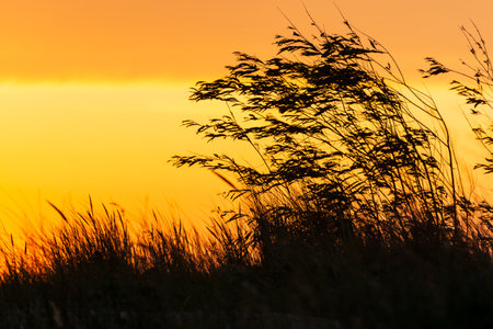 Golden sunset on the coastal dunes.の写真素材
