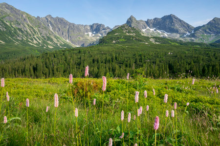 Summer view of the Gasienicowa Valley. Tatra Mountains.の写真素材