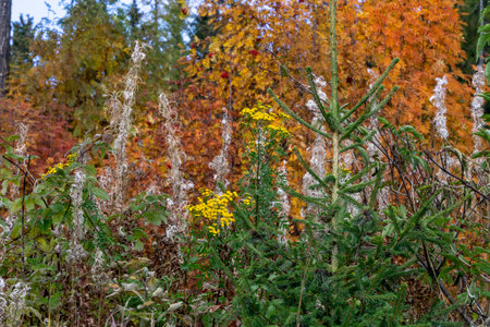 Autumn plants in the Tatra Mountains.の写真素材