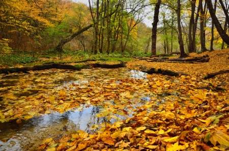 The strem in autumn forest about Stavropolの写真素材
