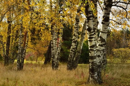 The autumn day in wool of Caucasusの写真素材