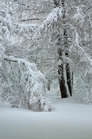 The snow day in Caucasus of winterの写真素材