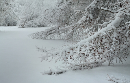 The snow on the branchs larch in Russiaの写真素材
