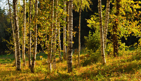 The birch wood inrural of the fallの写真素材
