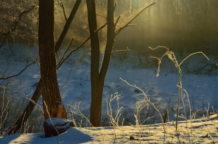 The sunny morning in Caucasus wood of winterの写真素材