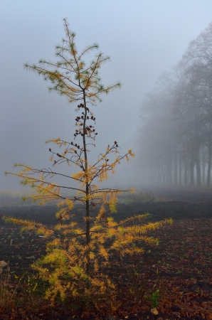 The  wet larh in the park of fallの写真素材