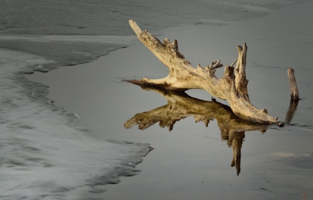 The old sawyer in the winter lake in Caucasusの写真素材