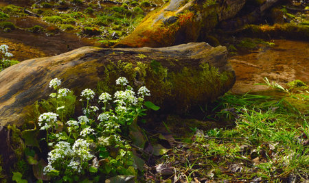 This is white flowers about of brookの写真素材