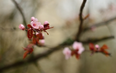 This is blossoming garden in Caucasusの写真素材