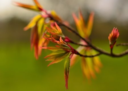 This is colorful foliage in Caucasus gardenの写真素材