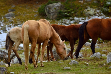 This is horses in Caucasus mountains in autumnの写真素材