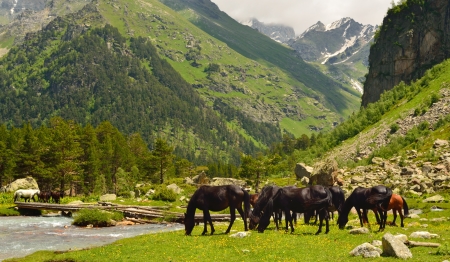 This is herd horses in Caucasus mountains in summerの写真素材