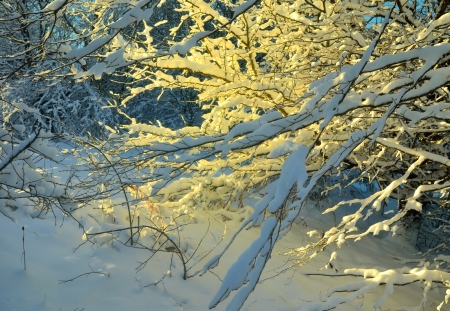 This is sunny morning in Caucasus nature in winterの写真素材
