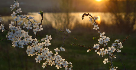 Blossoming flower in Caucasus sunrise in springの写真素材