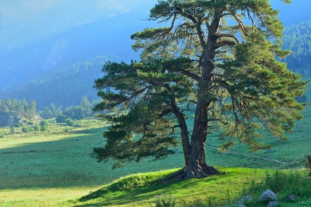 This is beautiful pine in Caucasus mountains in morningの写真素材