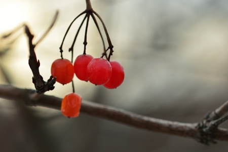 This is mountain ash in Caucasus nature in autumnの写真素材
