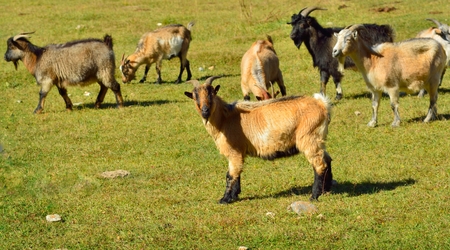 This is red goat in Caucasus valleyの写真素材