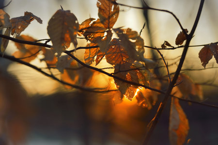 This is red sunrise in Caucasus nature in spring,old foliage