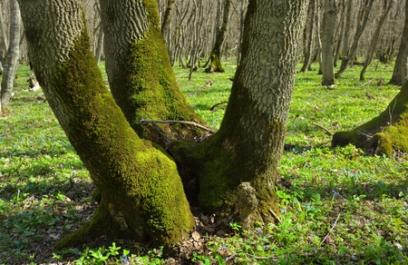This is beginning green in Caucasus forest in springの写真素材