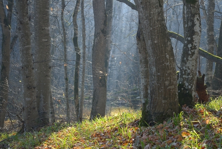 This is hornbeam forest in Caucasus nature in autumnの写真素材