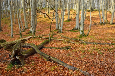 This is sunny morning in Caucasus forest in autumnの写真素材