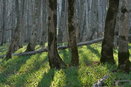 This is sunny forest in Caucasus nature in autumnの写真素材