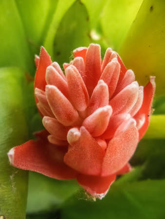 Pink flower among leaves, with focus on the flower, vibrant color.の写真素材