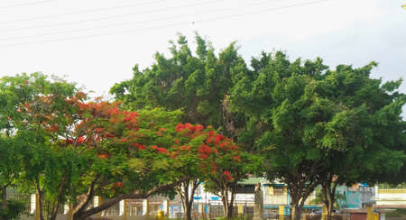 Three trees with red flowers inside the city, urban landscapeの写真素材