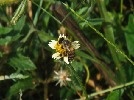 Bees at the flowers left.の写真素材