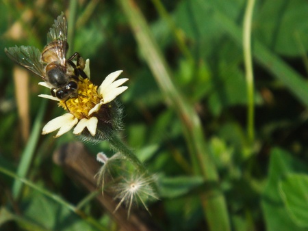Bees at the flowers left.の写真素材
