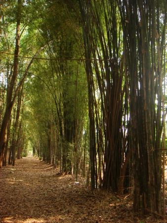 Wooden walkway under a green moleの写真素材